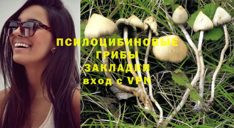 Галлюциногенные грибы Psilocybe  продажа наркотиков  Бугуруслан 